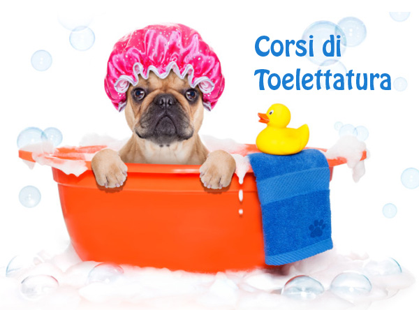 Corso toelettatura